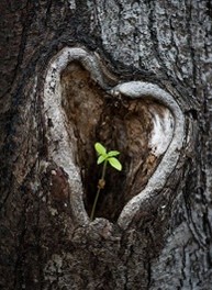corazonTranquilo